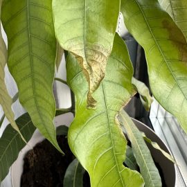 Mango with rusty spots on the leaves ARM EN Community