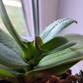 Orchid, new leaf formation ARM EN Community