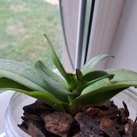Orchid, new leaf formation ARM EN Community