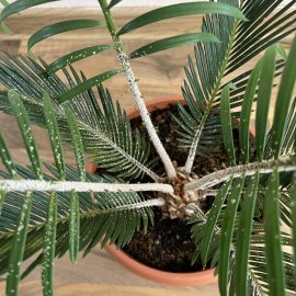 Palm trees, how can I treat these white spots on my cycas? ARM EN Community