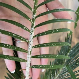 Palm trees, how can I treat these white spots on my cycas? ARM EN Community