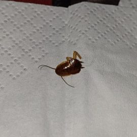 Pest Control, German cockroaches ARM EN Community