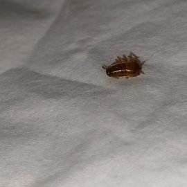 Pest Control, German cockroaches ARM EN Community