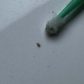Pest Control, very small insects in my phone case ARM EN Community