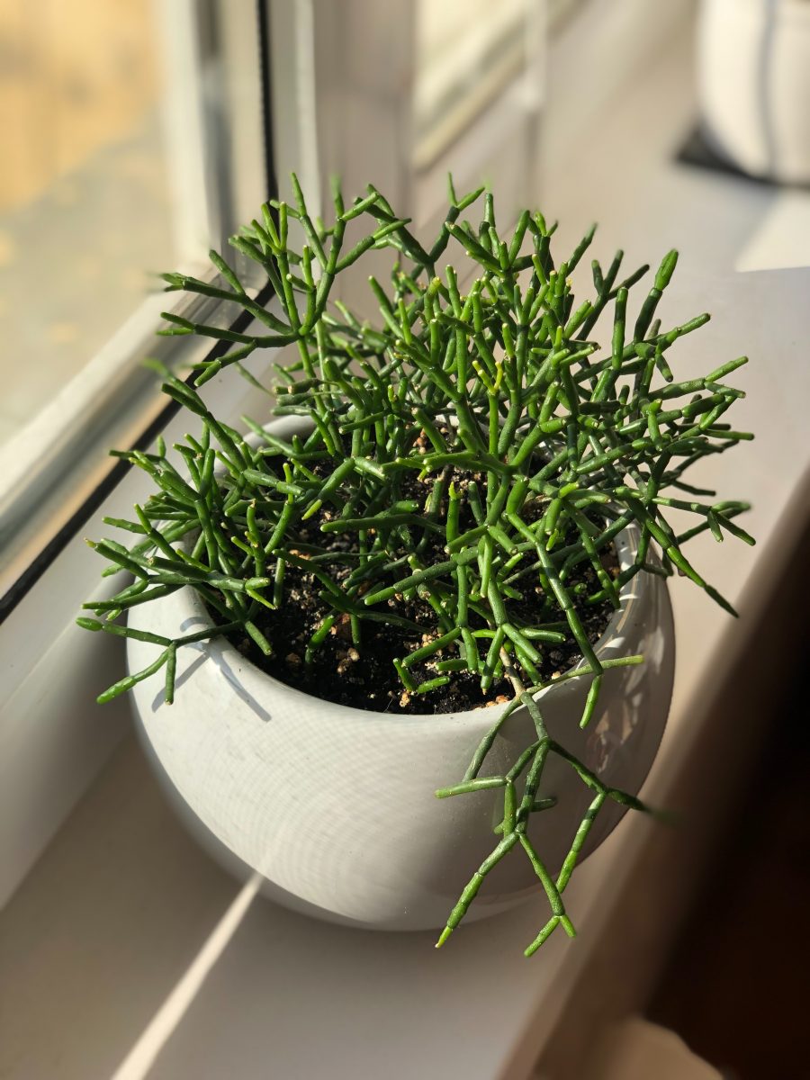 Rhipsalis, planting guide and care tips