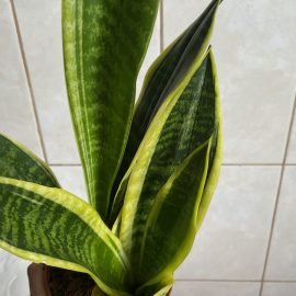 Sansevieria, Newly grown leaves are rotting ARM EN Community