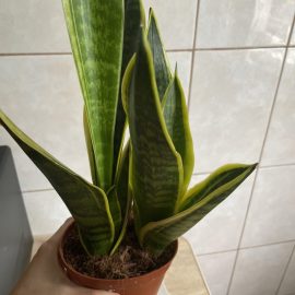 Sansevieria, Newly grown leaves are rotting ARM EN Community