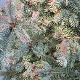 Silver fir, starting to dry out ARM EN Community