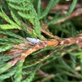 Thuja, Dry leaves and pests ARM EN Community