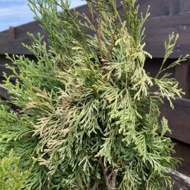 Thuja, Dry leaves and pests ARM EN Community