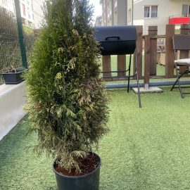Thuja, wilting, substrate ARM EN Community