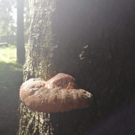 Tinder fungus, mushroom on the stump of a fir tree ARM EN Community
