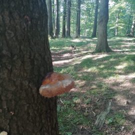 Tinder fungus, mushroom on the stump of a fir tree ARM EN Community