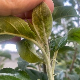 Apple tree, aphids on the leaves ARM EN Community