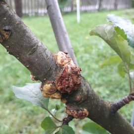 Apple tree, swellings on the branches ARM EN Community