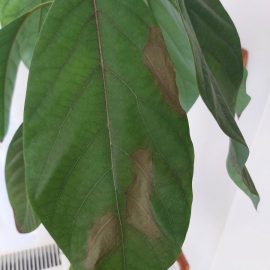 Avocado, leaves turning brown and small yellow insects ARM EN Community
