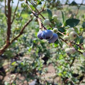 Blueberry, autumn and spring treatments ARM EN Community