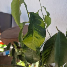 Citrus plant, discoloured and brown leaves ARM EN Community