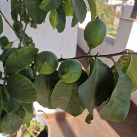 Citrus plant, discoloured and brown leaves ARM EN Community