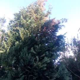 Coniferous trees and shrubs, drying branches and stem wounds ARM EN Community