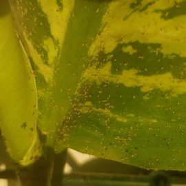 Dieffenbachia, aphids on the leaves ARM EN Community