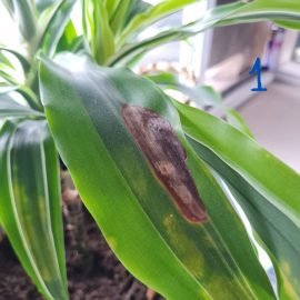 Dracaena, yellow spots on the leaves, dry tips and brown spots at the base ARM EN Community