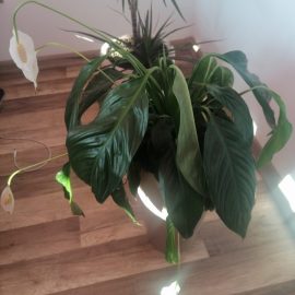 Drooping leaves and flowers on Spathiphyllum ARM EN Community