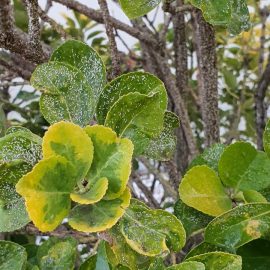 Euonymus – massive attack of scale insects ARM EN Community