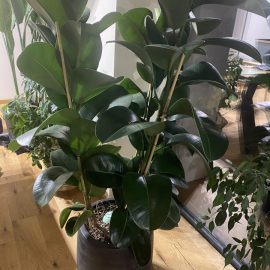 Ficus, twisted leaves, care information ARM EN Community