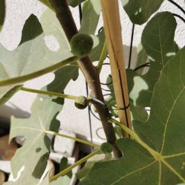 Fig, dried leaves and stained fruits ARM EN Community
