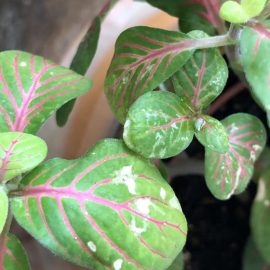 Fittonia, discolored leaves ARM EN Community