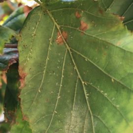Hazel, aphid attack and browning of the leaf tips ARM EN Community