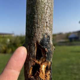 Maple, cracks in the bark and trunk ARM EN Community