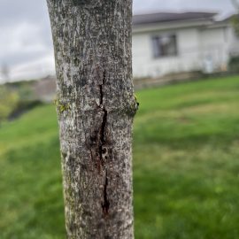 Maple, cracks in the bark and trunk ARM EN Community