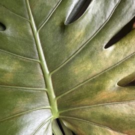 Monstera, thrips attack on the leaves ARM EN Community