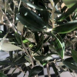 Olive tree, pests on the leaves, lace bugs ARM EN Community