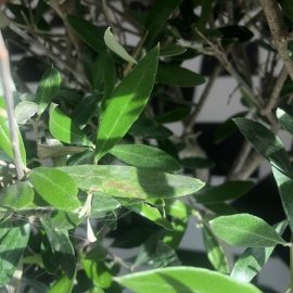 Olive tree, pests on the leaves, lace bugs ARM EN Community