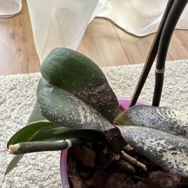 Orchids, deteriorated leaves, whitish spots ARM EN Community