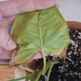 Ornamental Indoor Plants, Syngonium ‘Milk Confetti’ brown spots on leaves ARM EN Community
