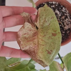 Ornamental Indoor Plants, Syngonium ‘Milk Confetti’ brown spots on leaves ARM EN Community