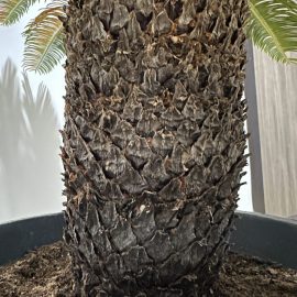 Palm tree, recently transplanted, drying ARM EN Community