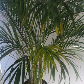 Palm trees, Areca – Yellowing leaves, brown tips ARM EN Community
