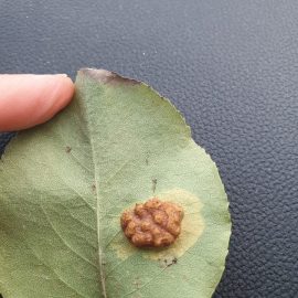 Pear tree, rust symptoms on the leaves ARM EN Community