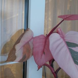 Philodendron, the variety ‘Pink Princess’ has variegated leaves that dry out ARM EN Community