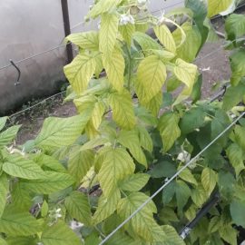 Raspberry, yellow leaves, nutritional deficiency ARM EN Community