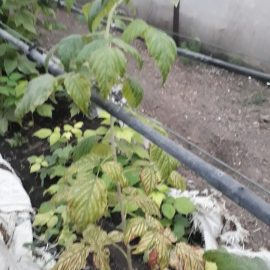 Raspberry, yellow leaves, nutritional deficiency ARM EN Community