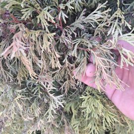 Thuja, brittle leaves, withering ARM EN Community