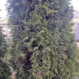 Thuja, brittle leaves, withering ARM EN Community
