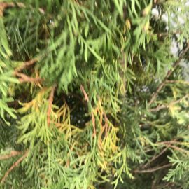Thuja, needle yellowing from the inside ARM EN Community