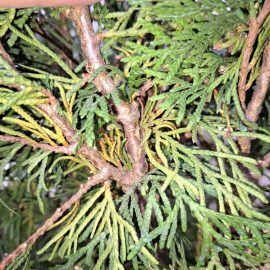 Thuja, turning yellow from the inside ARM EN Community